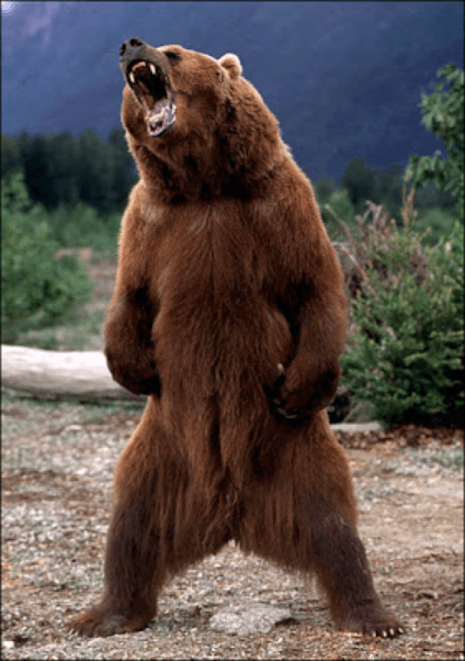 Imagine this bear walked into the room you’re in right now. What would you do?